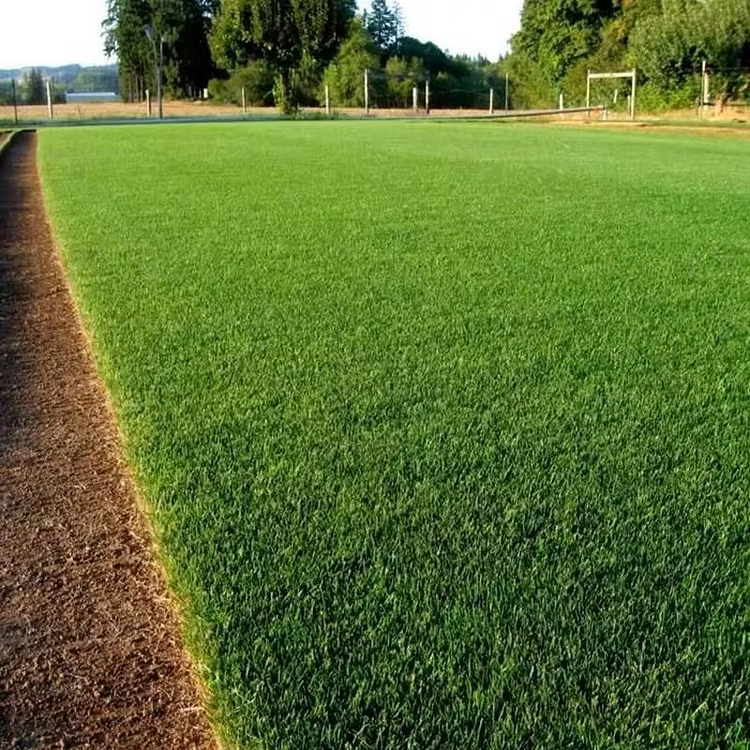 🔥Last Day Promotion 49% OFF🔥🌱2026 Evergreen Dwarf Grass Seed for Four Seasons| Durable, Vibrant Green All Year