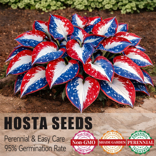 🎉Celebrate America's 250th 🌱Premium Rare Hosta Seeds🌿Shade-Tolerant Plant