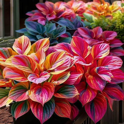 🎉Celebrate America's 250th 🌱Premium Rare Hosta Seeds🌿Shade-Tolerant Plant