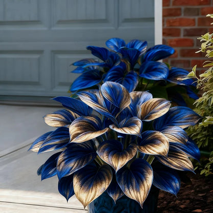 🎉Celebrate America's 250th 🌱Premium Rare Hosta Seeds🌿Shade-Tolerant Plant