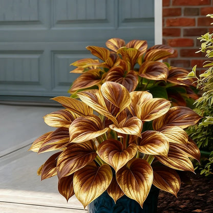 🎉Celebrate America's 250th 🌱Premium Rare Hosta Seeds🌿Shade-Tolerant Plant