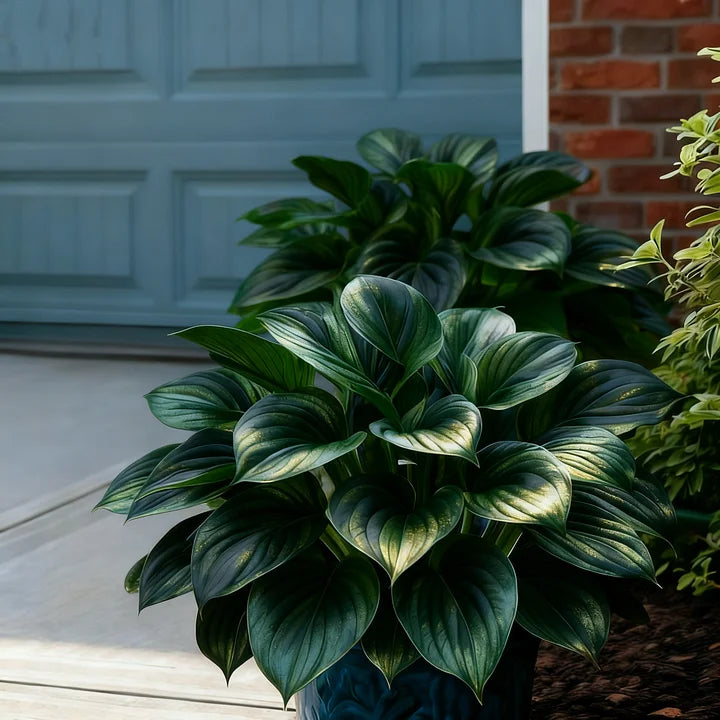🎉Celebrate America's 250th 🌱Premium Rare Hosta Seeds🌿Shade-Tolerant Plant