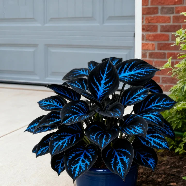 🎉Celebrate America's 250th 🌱Premium Rare Hosta Seeds🌿Shade-Tolerant Plant