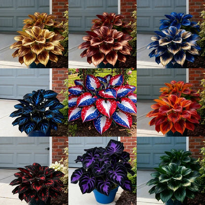 🎉Celebrate America's 250th 🌱Premium Rare Hosta Seeds🌿Shade-Tolerant Plant