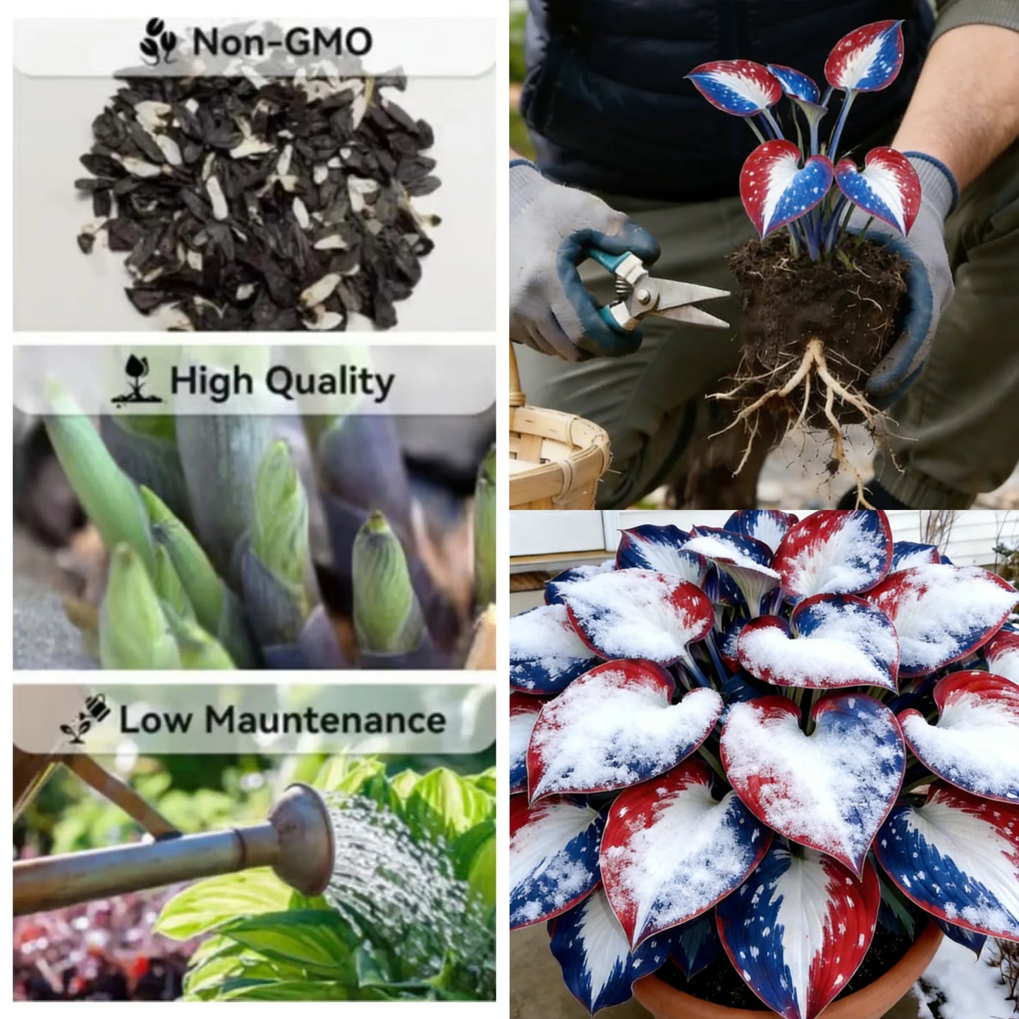 🎉Celebrate America's 250th 🌱Premium Rare Hosta Seeds🌿Shade-Tolerant Plant